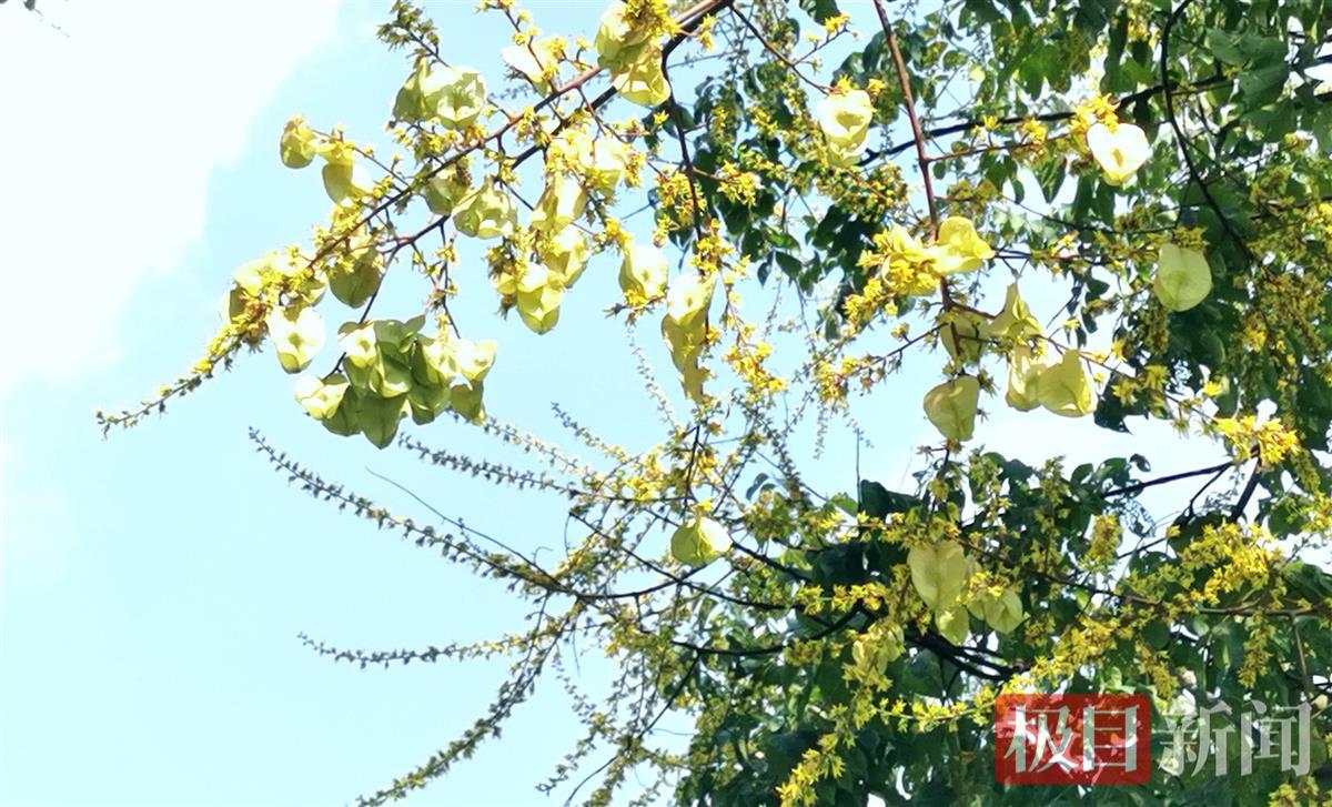 栾树花开,再现“黄金雨” | 极目新闻