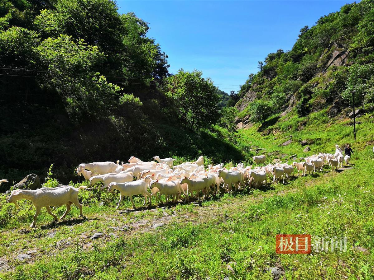 图为马头山羊在林间悠闲觅食。程丽摄.png