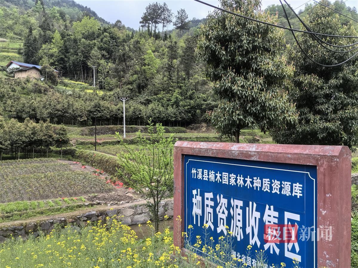 竹溪银杏.jpg