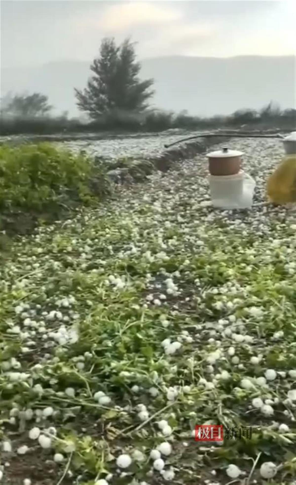 甘肃定西遭冰雹突袭高速路被掩盖，菜农：连下了半小时，地里蔬菜被砸坏，损失惨重-第2张-信息-51硕博论文