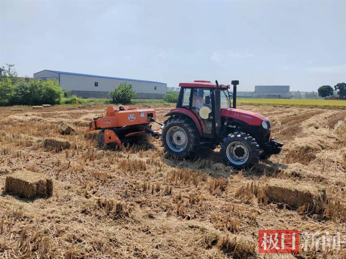 机械设备在收储水稻秸秆。(通讯员供图).jpg 机械设备在收储水稻秸秆。(通讯员供图).jpg