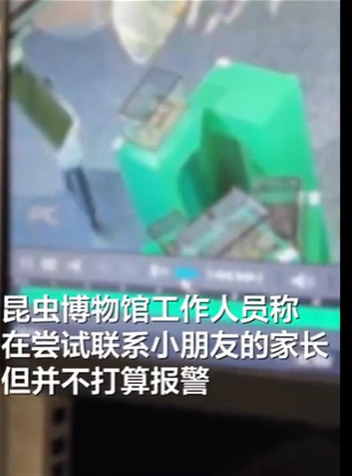小孩拿走博物馆的昆虫.png