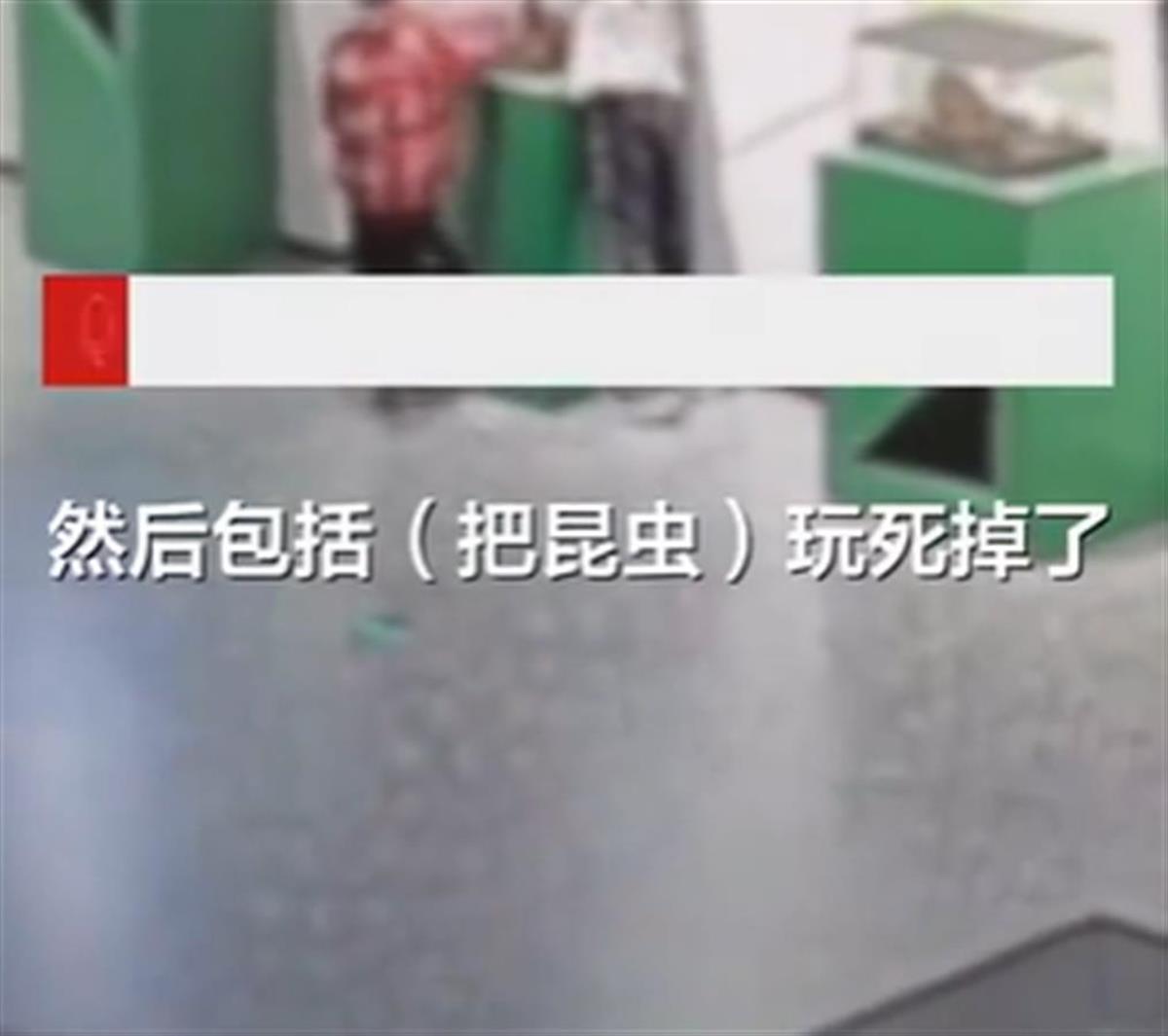 小孩拿走博物馆的昆虫2.png