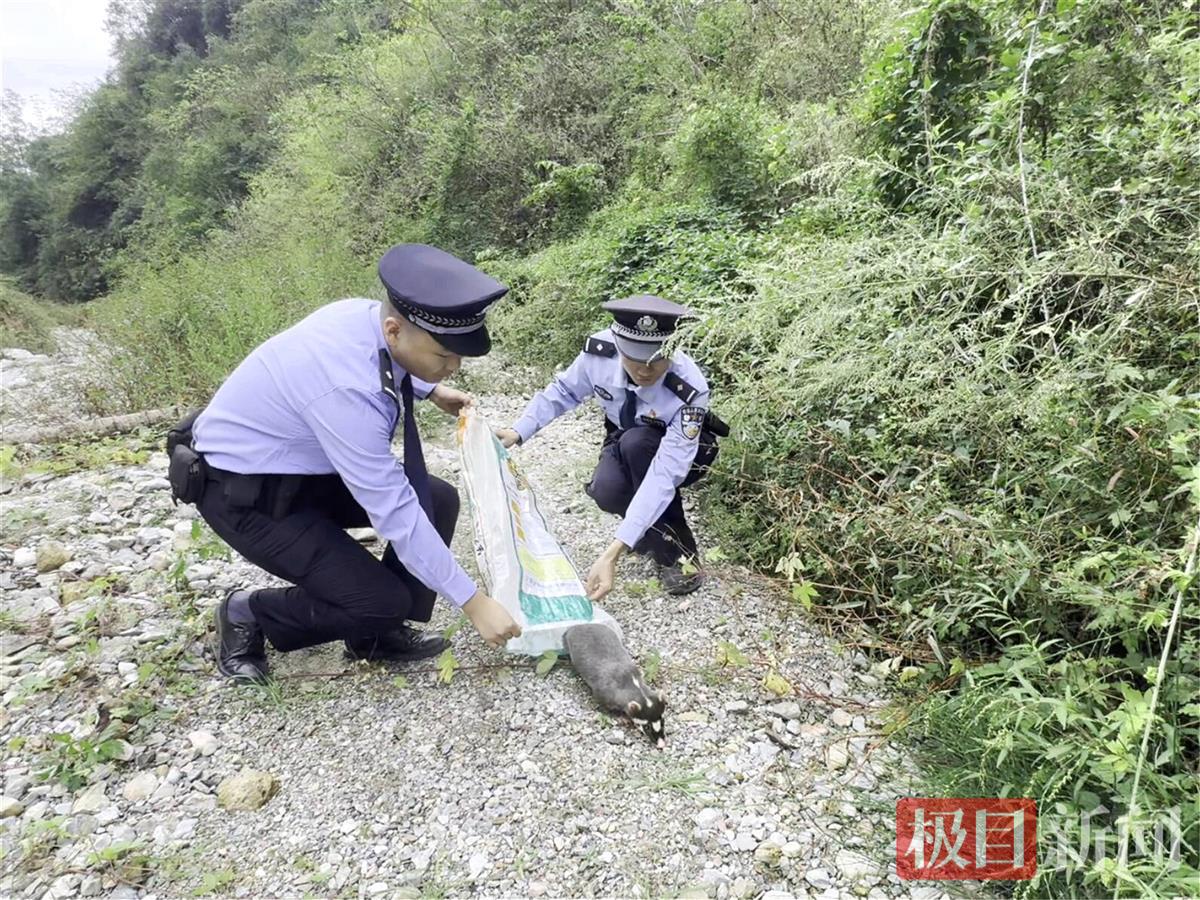 图3：民警将鼬獾带至野外放生.jpg