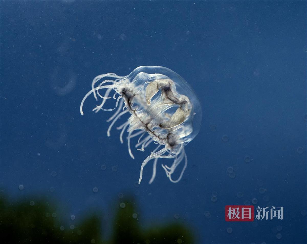 桃花水母.jpg 桃花水母.jpg