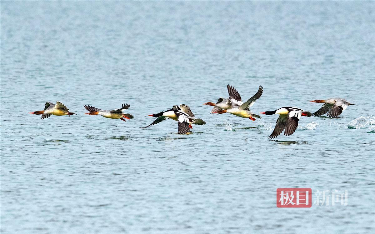 CB20191224101928204078.jpg CB20191224101928204078.jpg