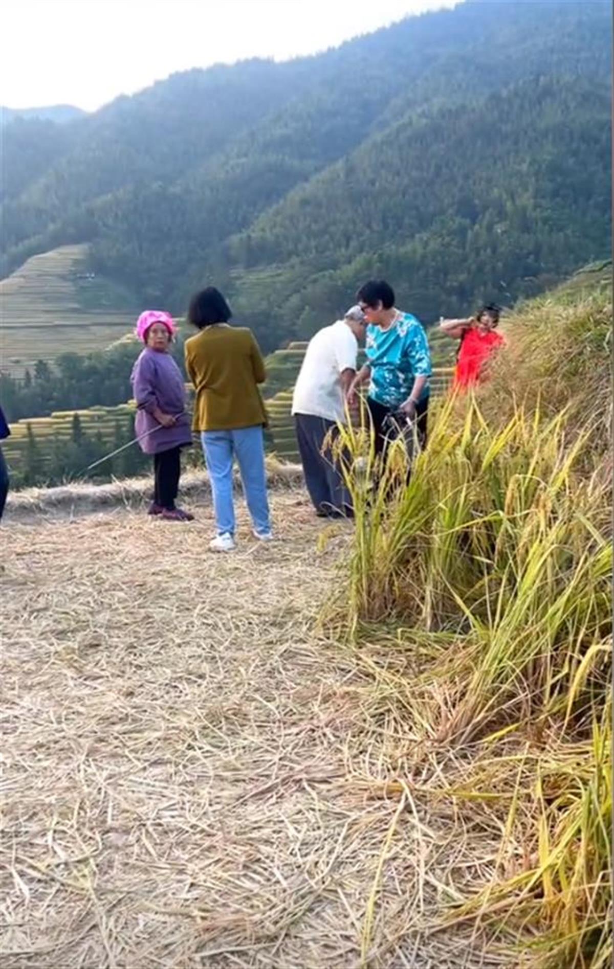 “你是吃饭的还是吃草的？”老人怒斥桂林龙脊梯田游客踩踏稻田，景区回应