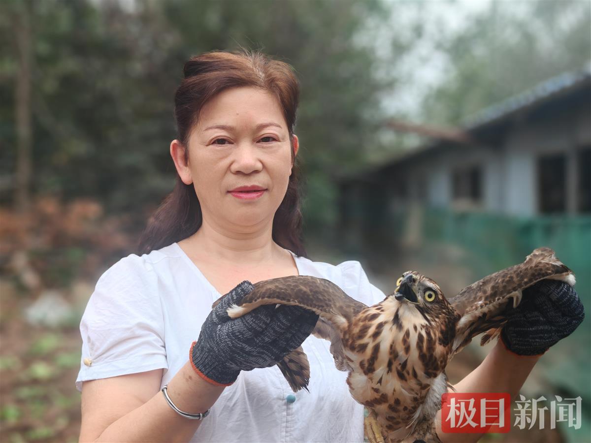 栗清秀收养的游隼。（通讯员 谢岳成 摄）.jpg