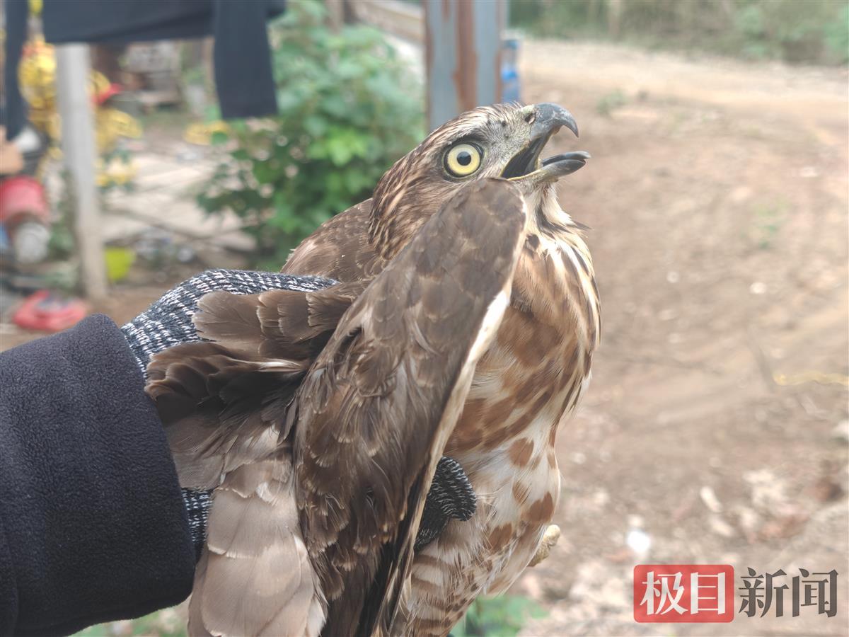 栗清秀收养的游隼。 （通讯员 谢岳成 摄）.jpg