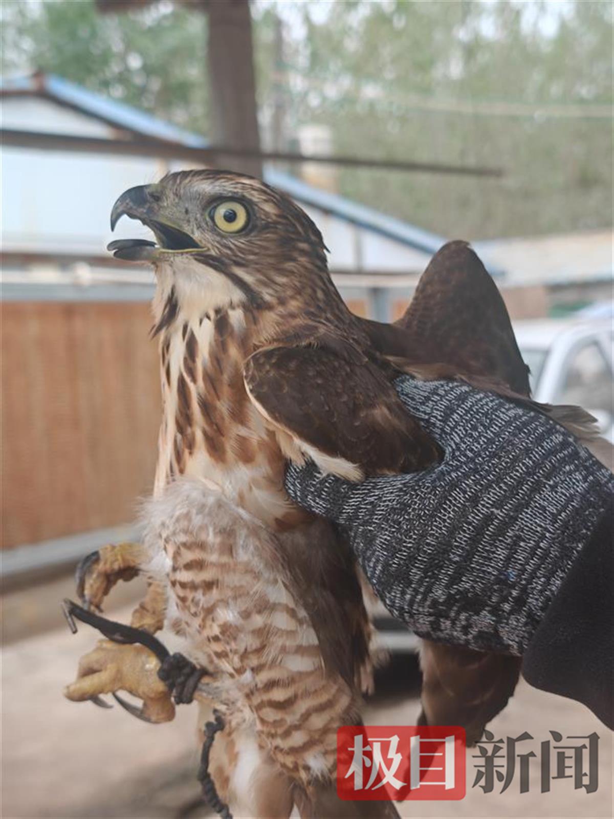 栗清秀将游隼放归大自然。  （通讯员 谢岳成 摄）.jpg