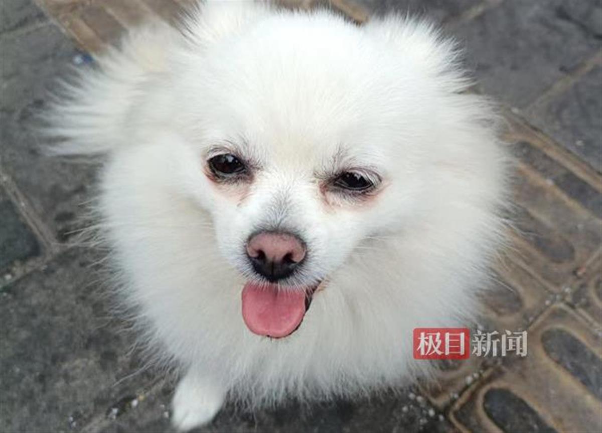 图一 宠物狗照片.jpg