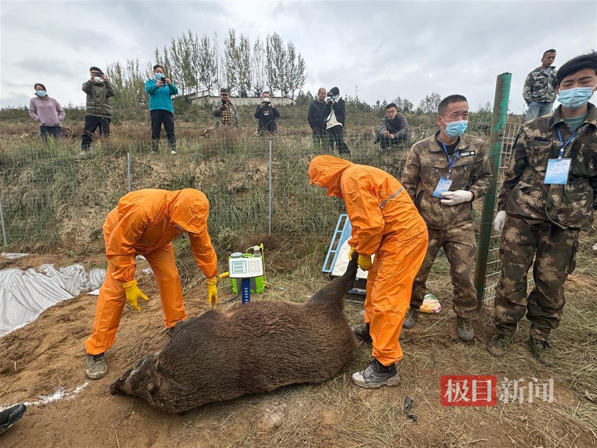 宁夏西吉集中猎捕行动开始！17日深夜抓获第一头野猪，有260多斤-第2张-资讯-传卓科技