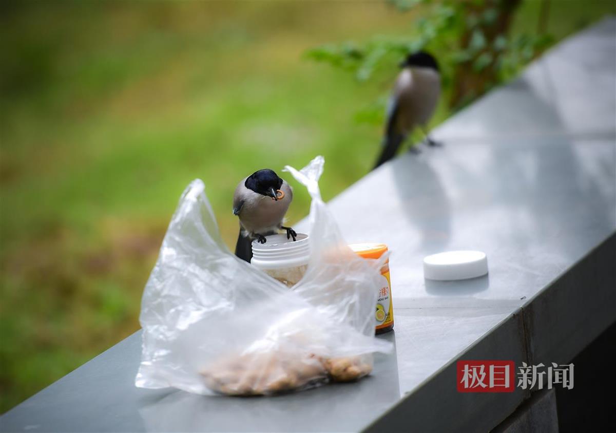 “鸟爸爸”刘新祥:东湖听涛景区的温馨守护者 | 极目新闻