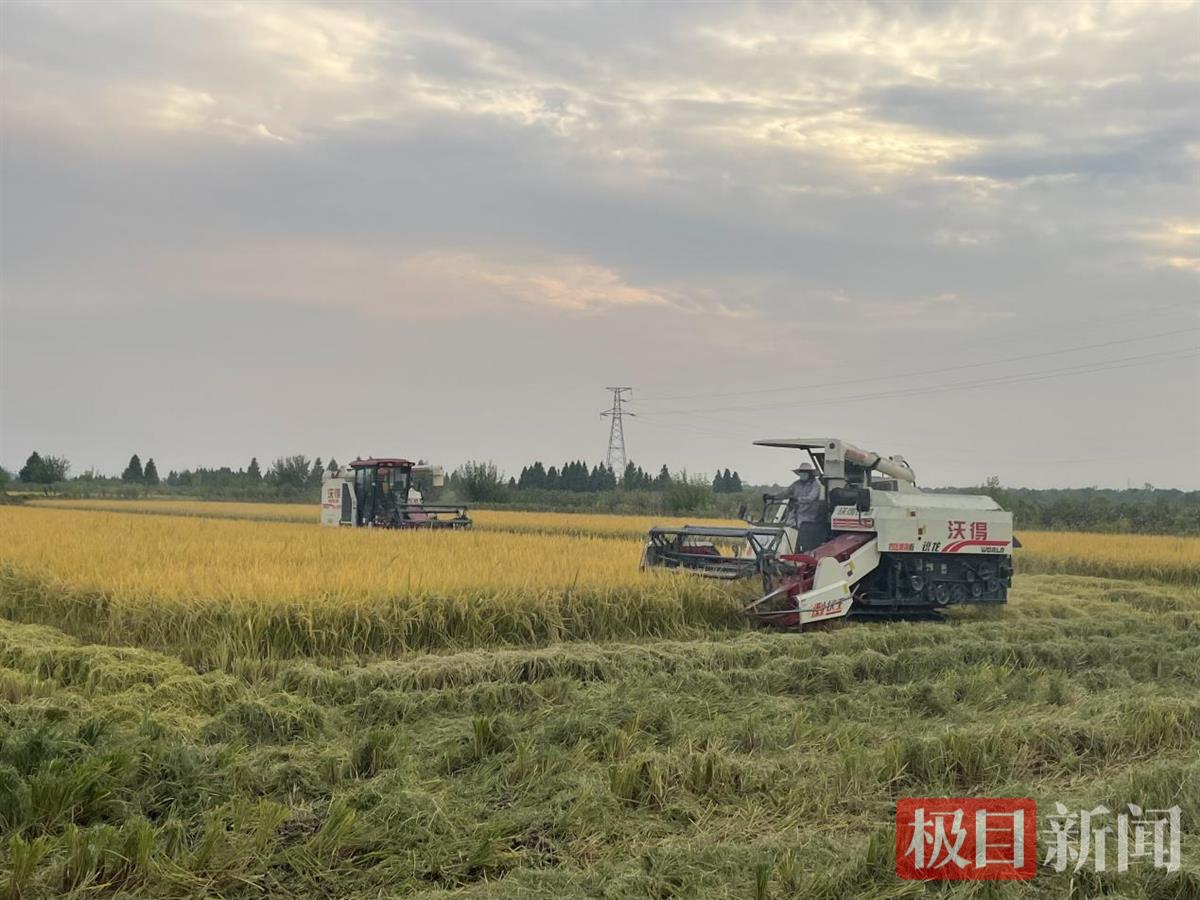 机械设备在收割水稻。.jpg