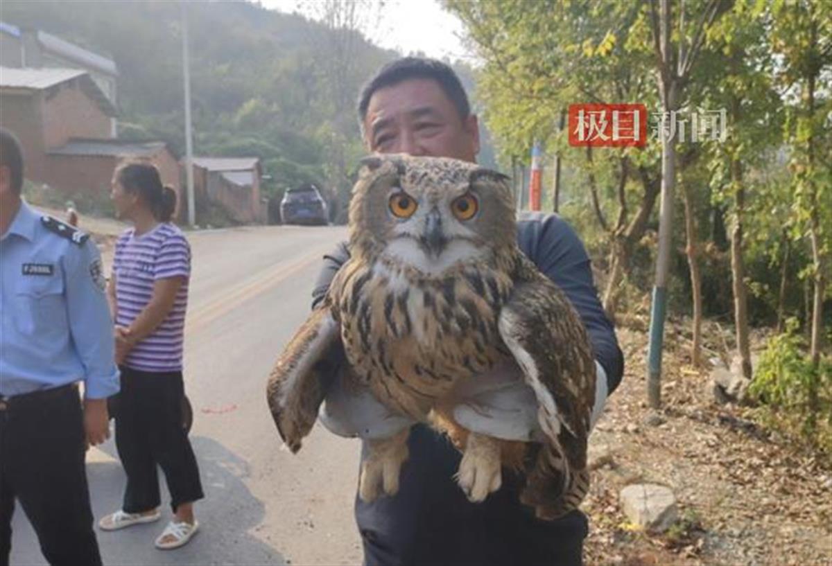 图为村民捡到猫头鹰。通讯员供图.jpg