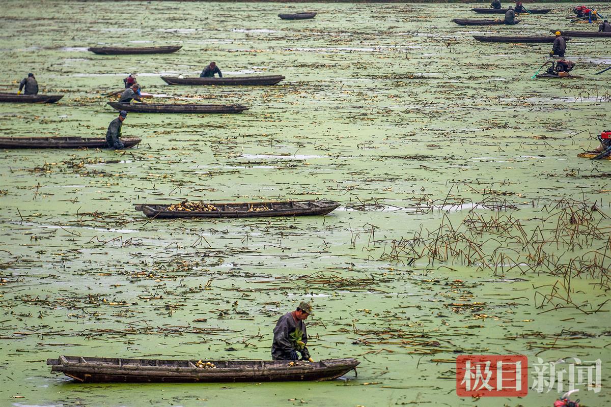 2020年12月18日，挖藕人在洪湖市万全镇的莲藕种植基地采挖莲藕。 （极目新闻记者 黄志刚 摄）.JPG