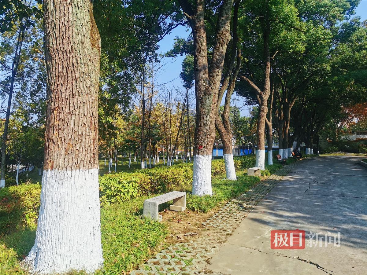 树木涂白“穿新装”,防寒抗病“焕新颜” | 极目新闻