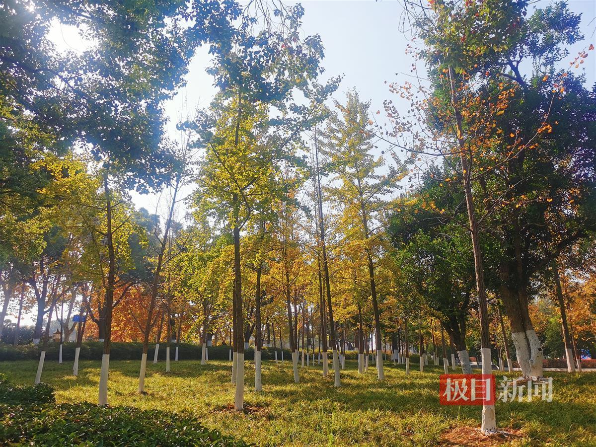 树木涂白“穿新装”,防寒抗病“焕新颜” | 极目新闻