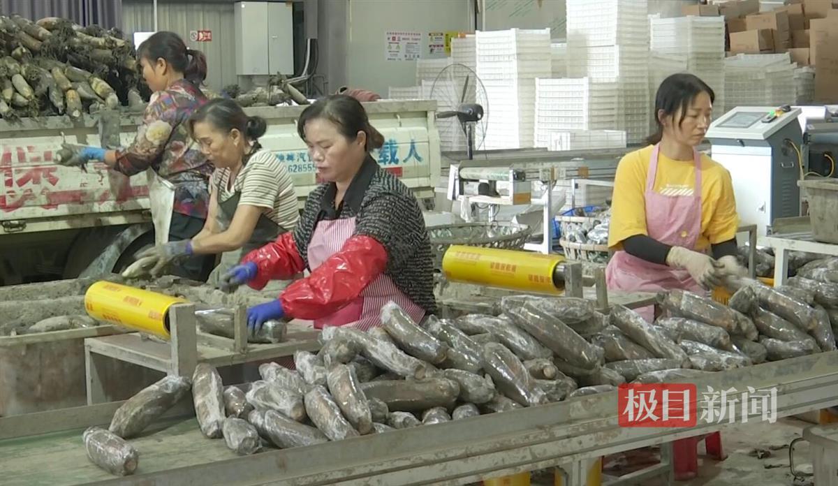 在洪湖一家莲藕合作社，工作人员正将采收的新鲜莲藕分拣打包。（荆州融媒 供图）.jpg