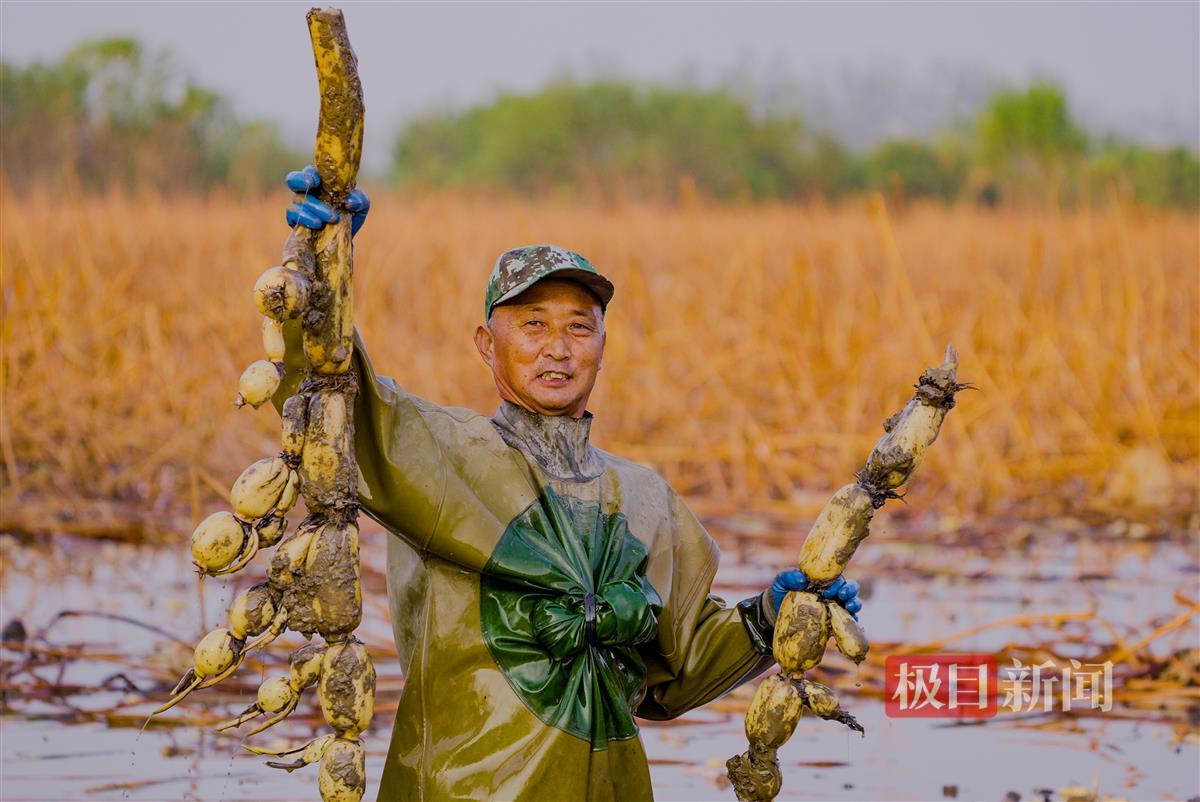 采藕人在采收洪湖莲藕。 （洪湖融媒供图） (1).jpg