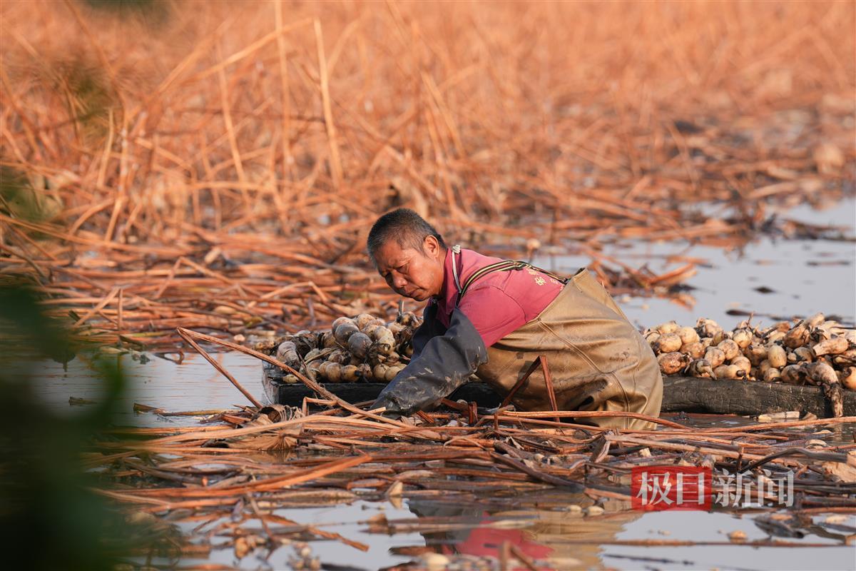 采藕人在采收洪湖莲藕。（洪湖融媒供图）.jpg