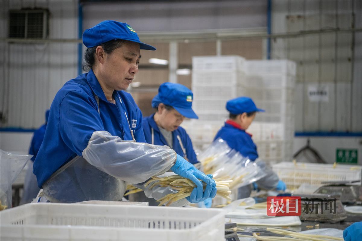 2024年4月29日，工人在湖北华贵食品有限公藕带加工生产线上忙碌。新华社记者 伍志尊 摄.jpg