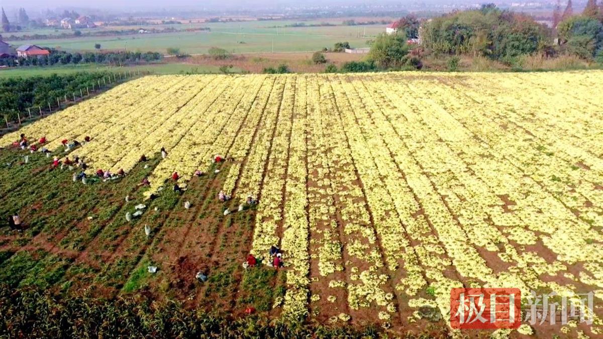 公安县毛家港镇神台湖村菊花种植基地鸟瞰（通讯员 杜悉妮 摄）.jpg
