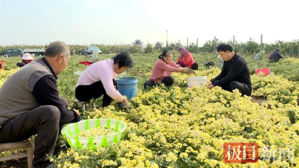 公安县毛家港镇神台湖村村民在菊花种植基地采收（通讯员 杜悉妮 摄）.jpg