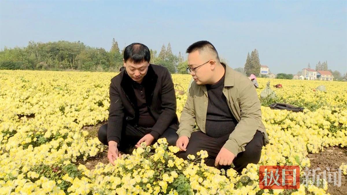 公安县毛家港镇工作人员（右）在神台湖村菊花种植基地察看菊花长势情况。（通讯员 杜悉妮 摄）.jpg