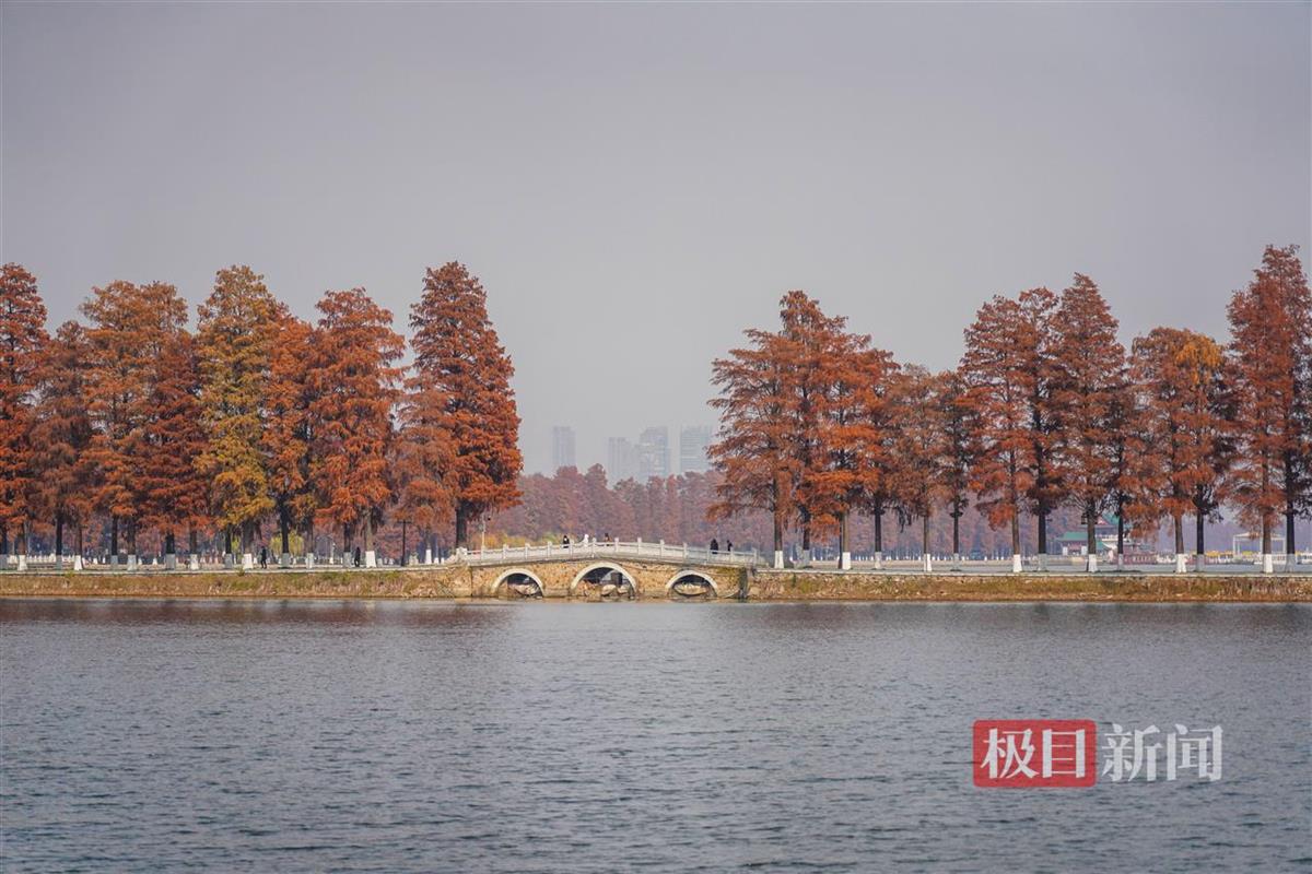 东湖美如画卷，让人沉浸在金黄与碧绿的交织中