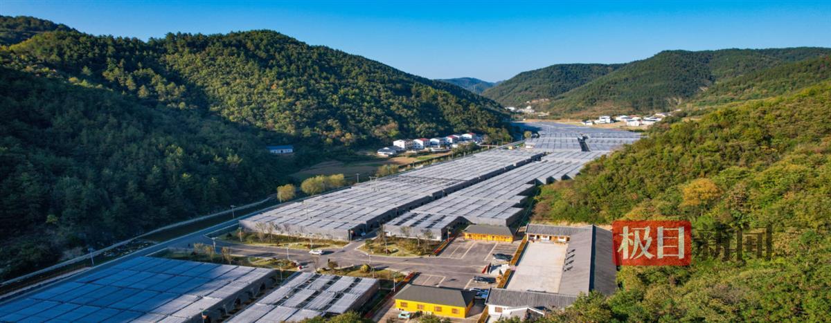 图为郧西县河夹镇智慧绿谷连片香菇种植基地。  郧轩文摄.png