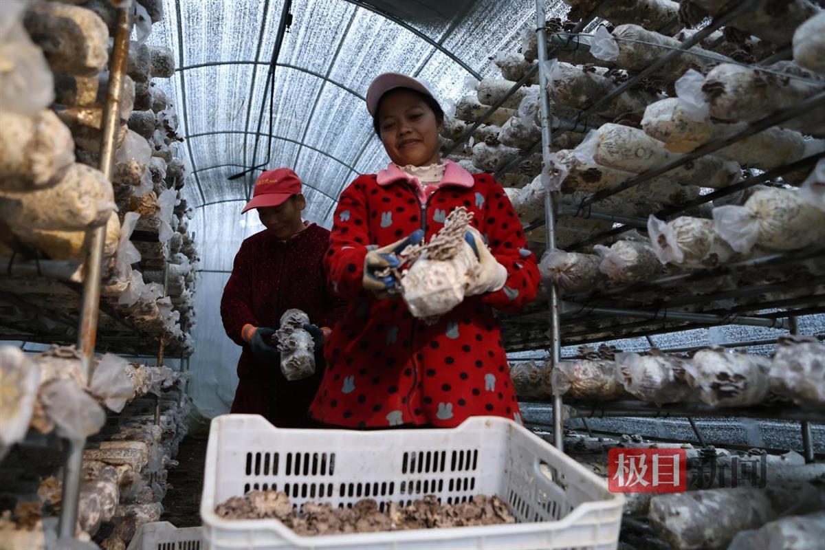 图为食用菌产业助力乡村振兴。  郧轩文摄.png