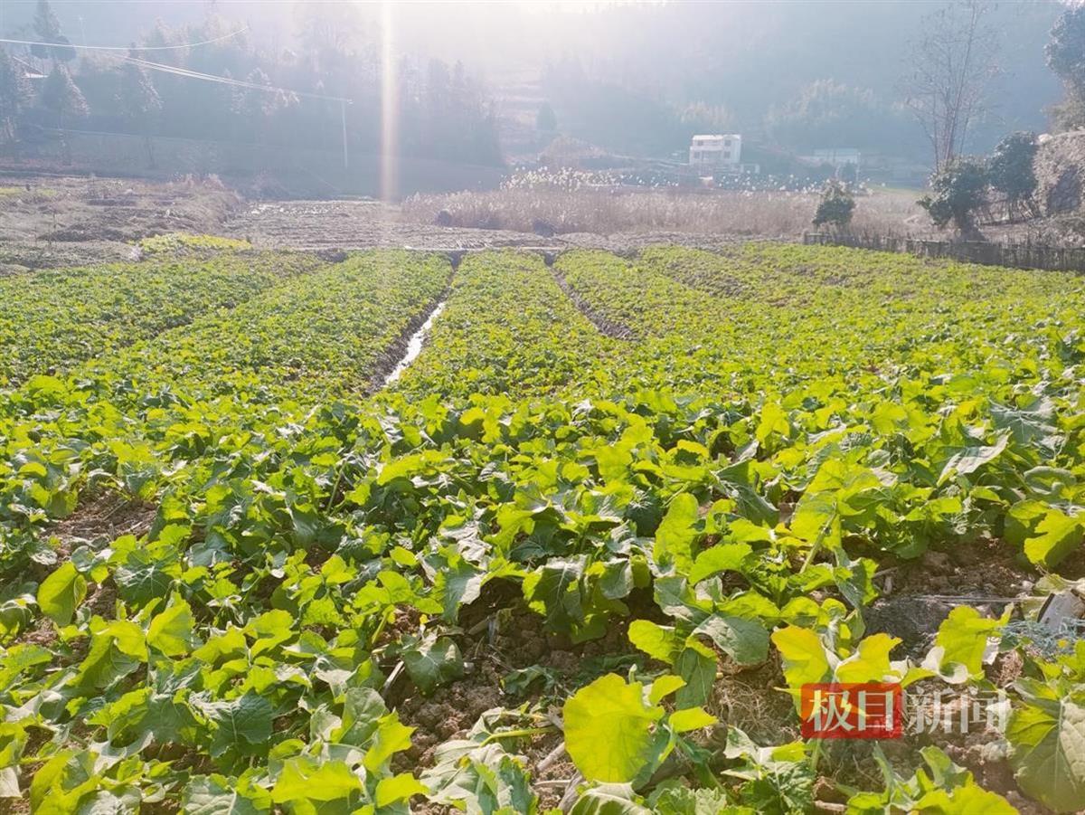 油菜1.jpg 油菜1.jpg