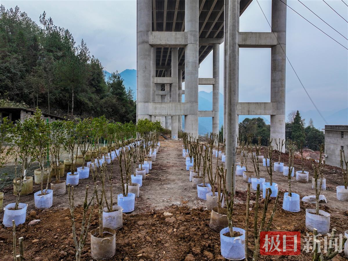 3.运用桥下闲置土地开展苗木合作试点.JPG