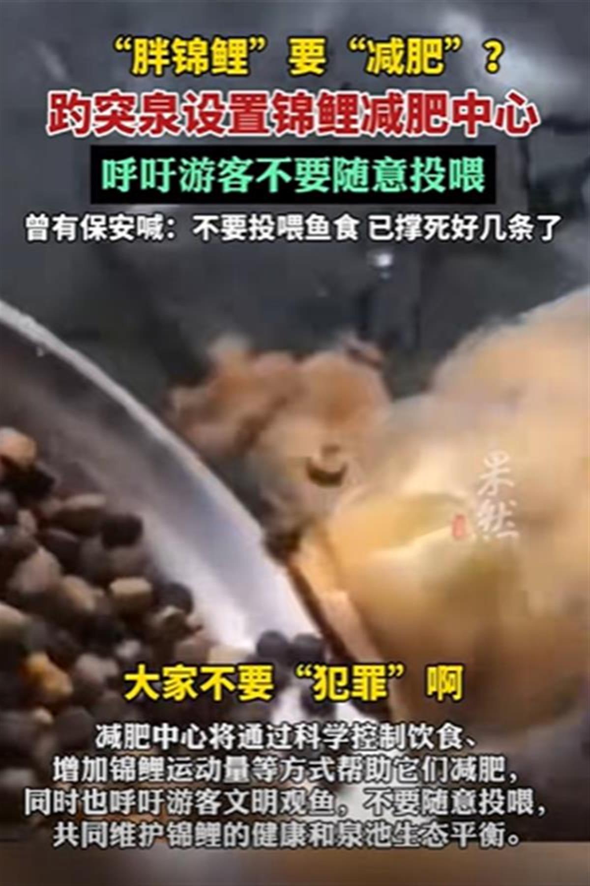 A锦鲤减肥1.png