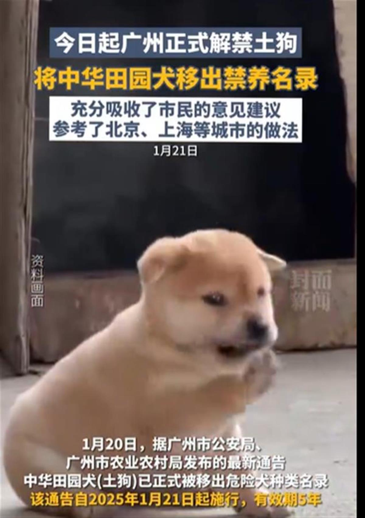 A广州正式解禁土狗1.png