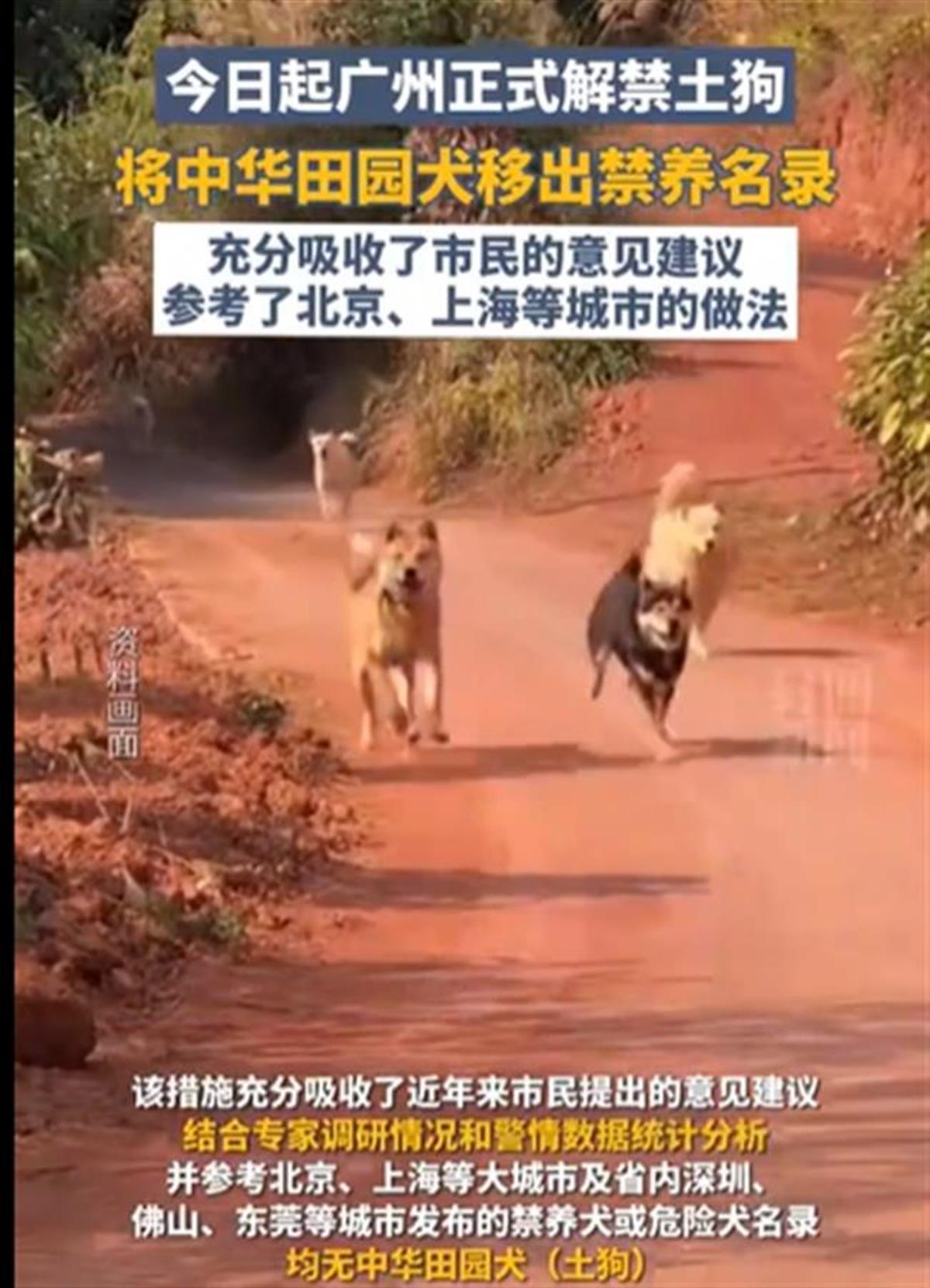A广州正式解禁土狗.png