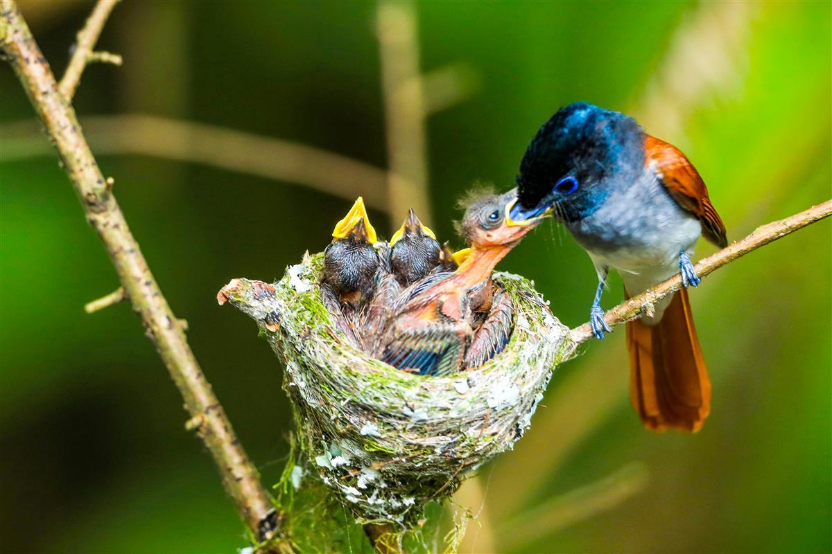 哺育幼鸟                吴以红摄.jpg