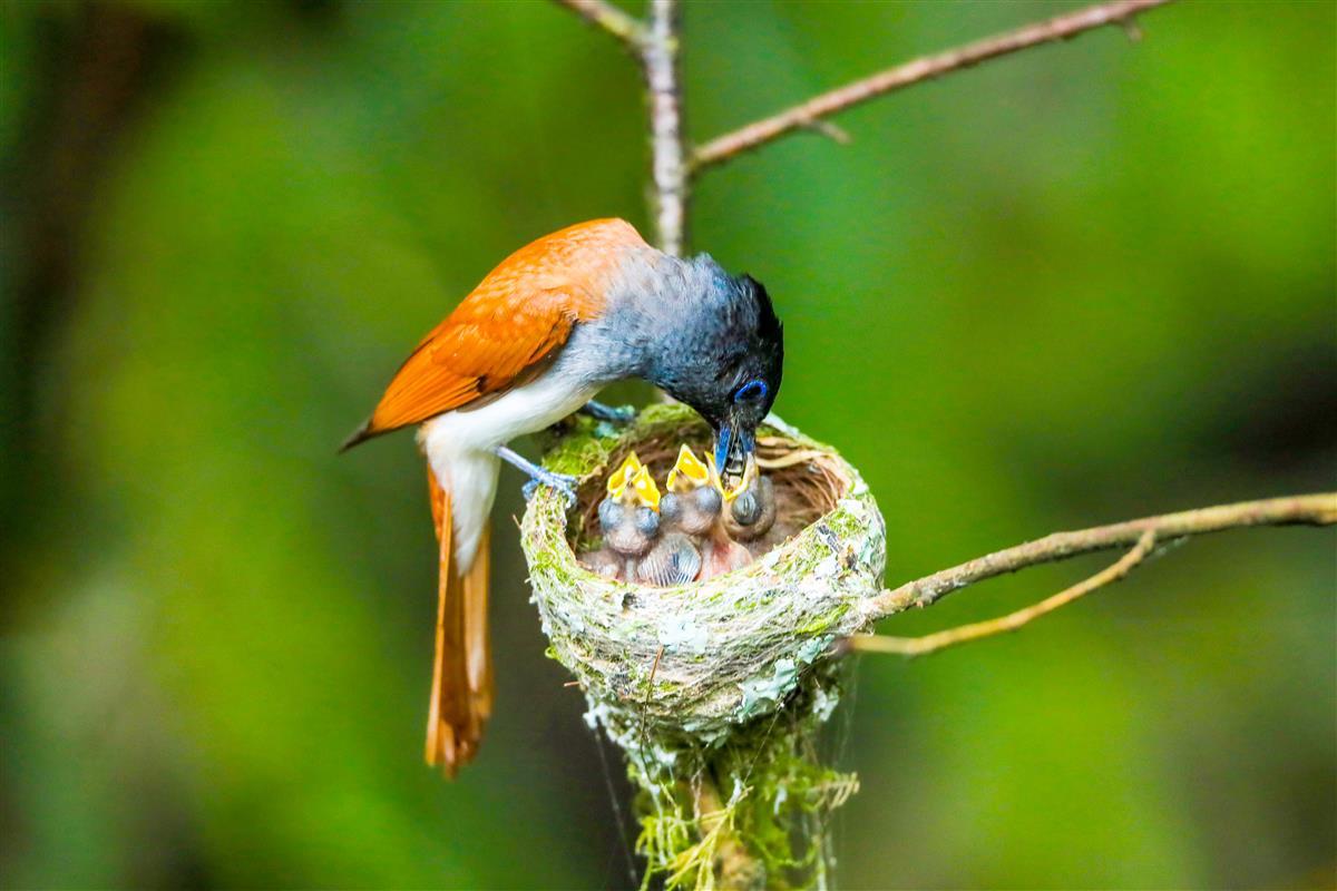红寿带鸟母亲细心哺育幼鸟                  吴以红摄.jpg