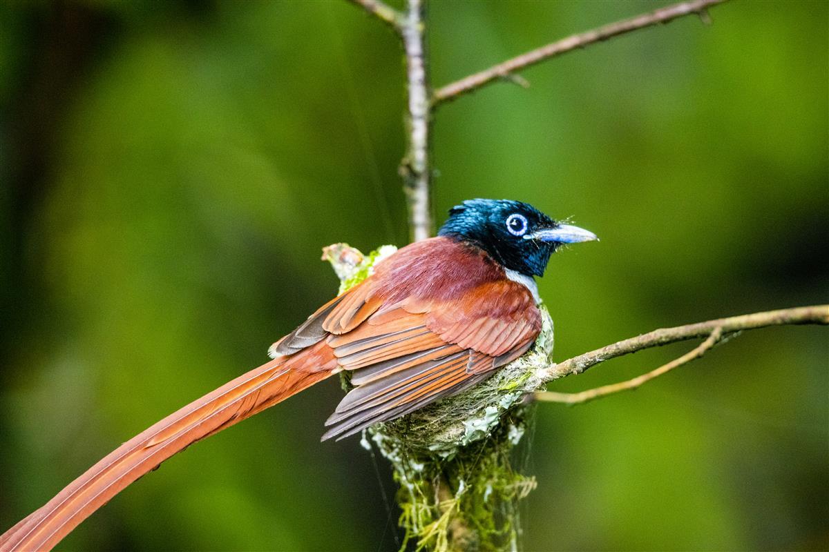 红寿带鸟张开翅膀为幼鸟遮阳                    吴以红摄.jpg