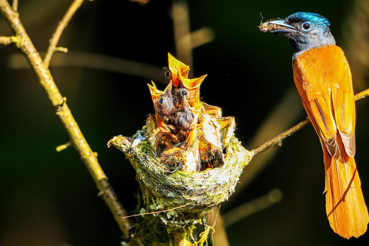 雌鸟投食四张小嘴                  吴以红摄.jpg