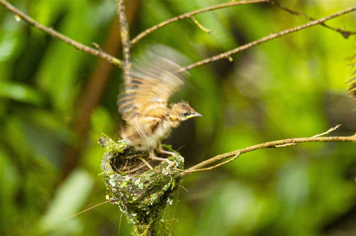 红寿带幼鸟准备起飞                  吴以红摄.jpg
