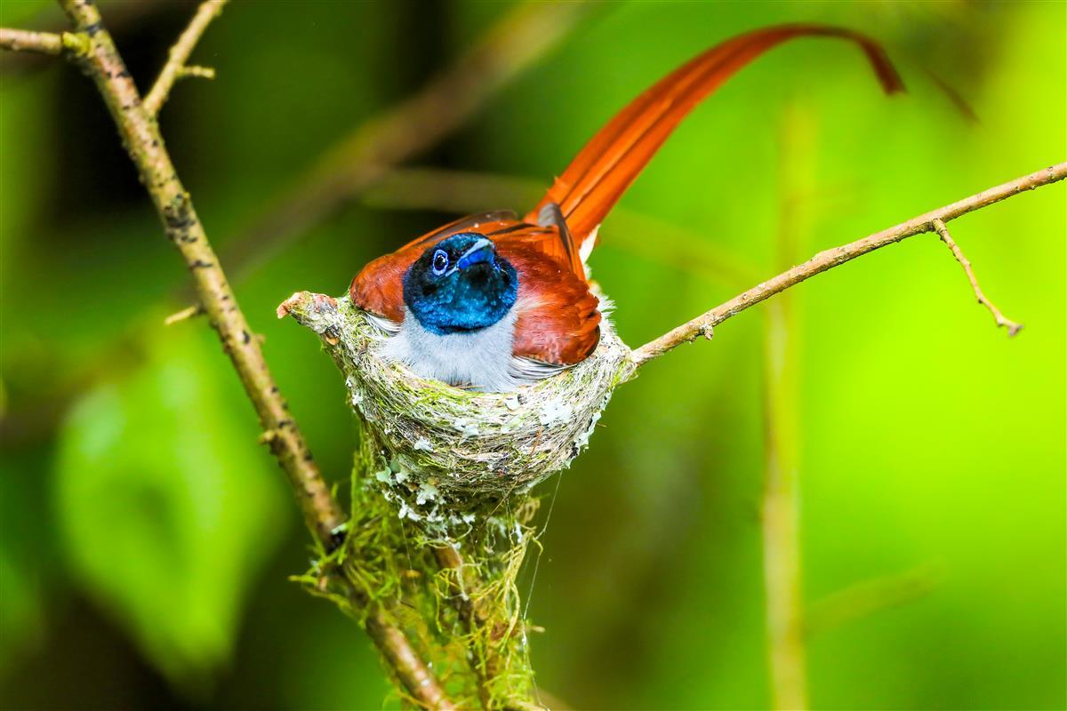 红寿带雄鸟英姿飒爽                     吴以红摄.jpg
