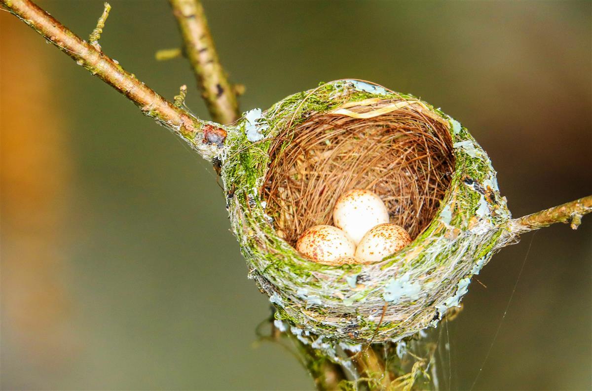 栗色寿带鸟下四枚鸟蛋                 吴以红摄.jpg