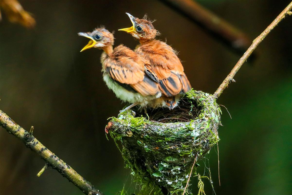 小鸟急切的呼唤亲鸟喂食                    吴以红摄.jpg