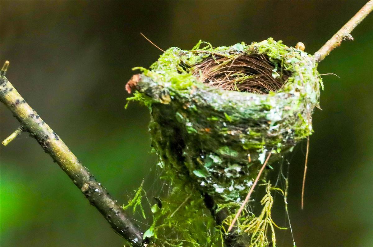 寿带鸟精心编制的伪装育儿巢                 吴以红摄.jpg