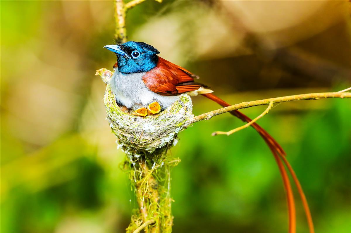 雄鸟耐心等待妻子回来接班                    吴以红摄.jpg