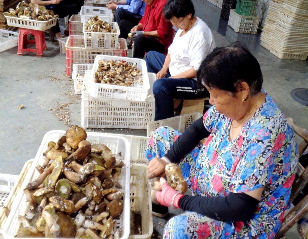 农户在整理菌菇.png