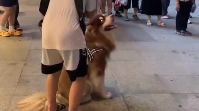 重庆三峡广场一女童被大型犬咬伤，当地：伤者被送医救治，警方已介入