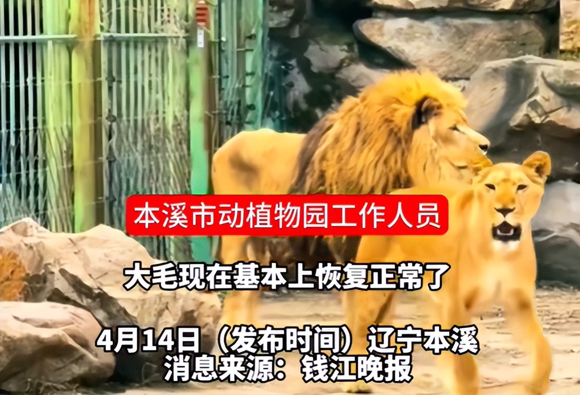 丧偶后绝食暴瘦狮子已有新伴侣 | 极目新闻